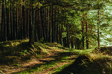 imagen bosque verde